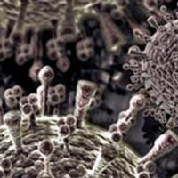Вирусы, строение и размножение вирусов