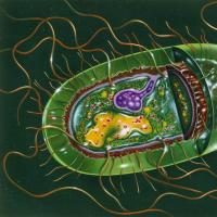 Строение бактерии: особенности
