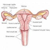 В чем заключается диагностика эндометрита матки: методы исследования и лечение патологии Воспалительный процесс на узи
